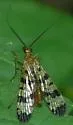 Panorpa speciosa