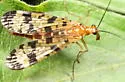 Panorpa speciosa - photo 2