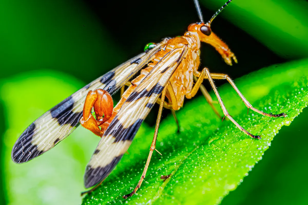 Panorpa subfurcata