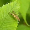 Panorpa submaculosa - photo 2