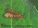 Panorpa vernalis