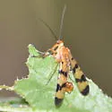 Panorpa virginica - photo 2