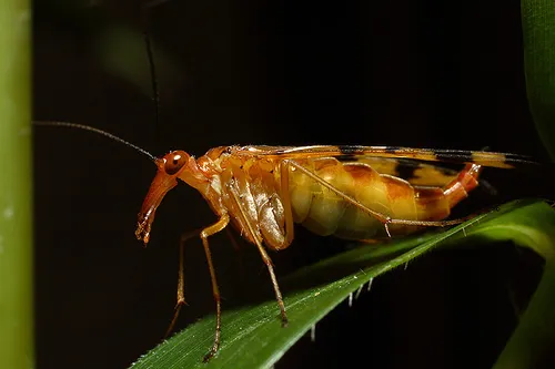 Common Scorpionflies - Panorpidae