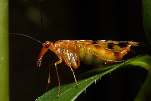Common Scorpionflies - photo 2