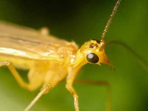 Short-faced Scorpionflies - photo 2