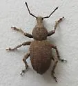 Panscopus abruptus