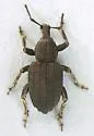 Panscopus abruptus - photo 4