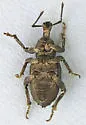 Panscopus abruptus - photo 5