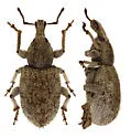 Panscopus aequalis