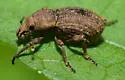 Panscopus alternatus 0 - Panscopus alternatus