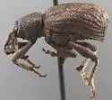 Panscopus bufo - photo 2