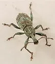 Panscopus gemmatus