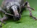 Panscopus gemmatus - photo 4