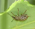Panscopus maculosus - photo 2