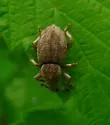 Panscopus ovalis