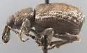 Panscopus rugicollis - photo 2