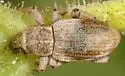 Panscopus torpidus 0