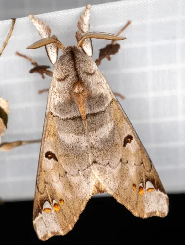 Pantelodes centralamericana