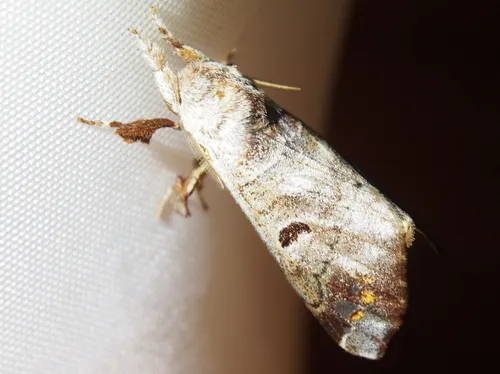 Pantelodes centralamericana - photo 2