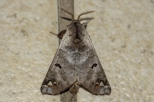 Pantelodes satellitia