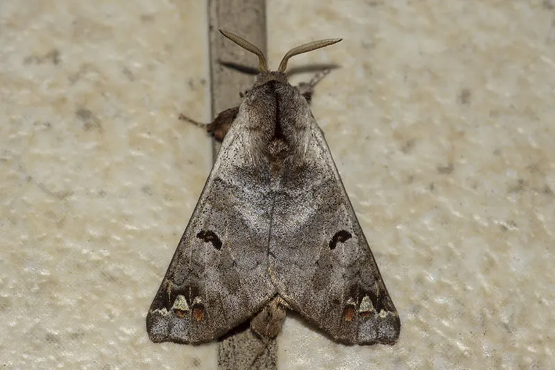 Pantelodes satellitia - photo 2