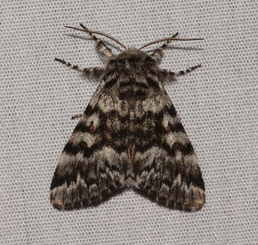 Black Zigzag - Hodges#9177 - photo 2