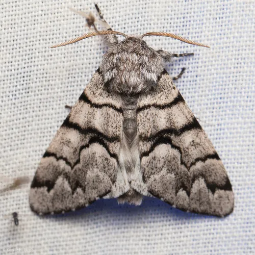 Eastern Panthea - Hodges#9182