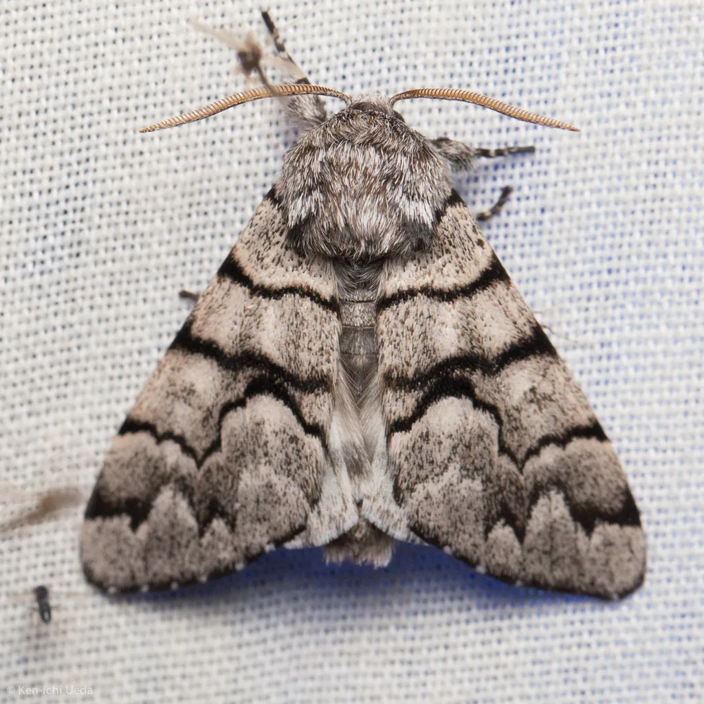 Eastern Panthea - Hodges#9182 - photo 2