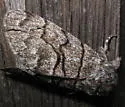 Panthea gigantea - Hodges#9181