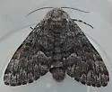 Panthea gigantea - Hodges#9181 - photo 4