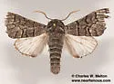 Panthea gigantea - Hodges#9181 - photo 5