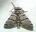 Panthea greyi - Hodges#9183.3 - Panthea greyi