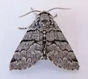 Panthea greyi - Hodges#9183.3 - photo 2
