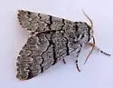 Panthea greyi - Hodges#9183.3 - photo 3