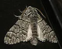 Panthea greyi - Hodges#9183.3 - photo 4