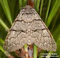 Panthea greyi - Hodges#9183.3 - photo 5