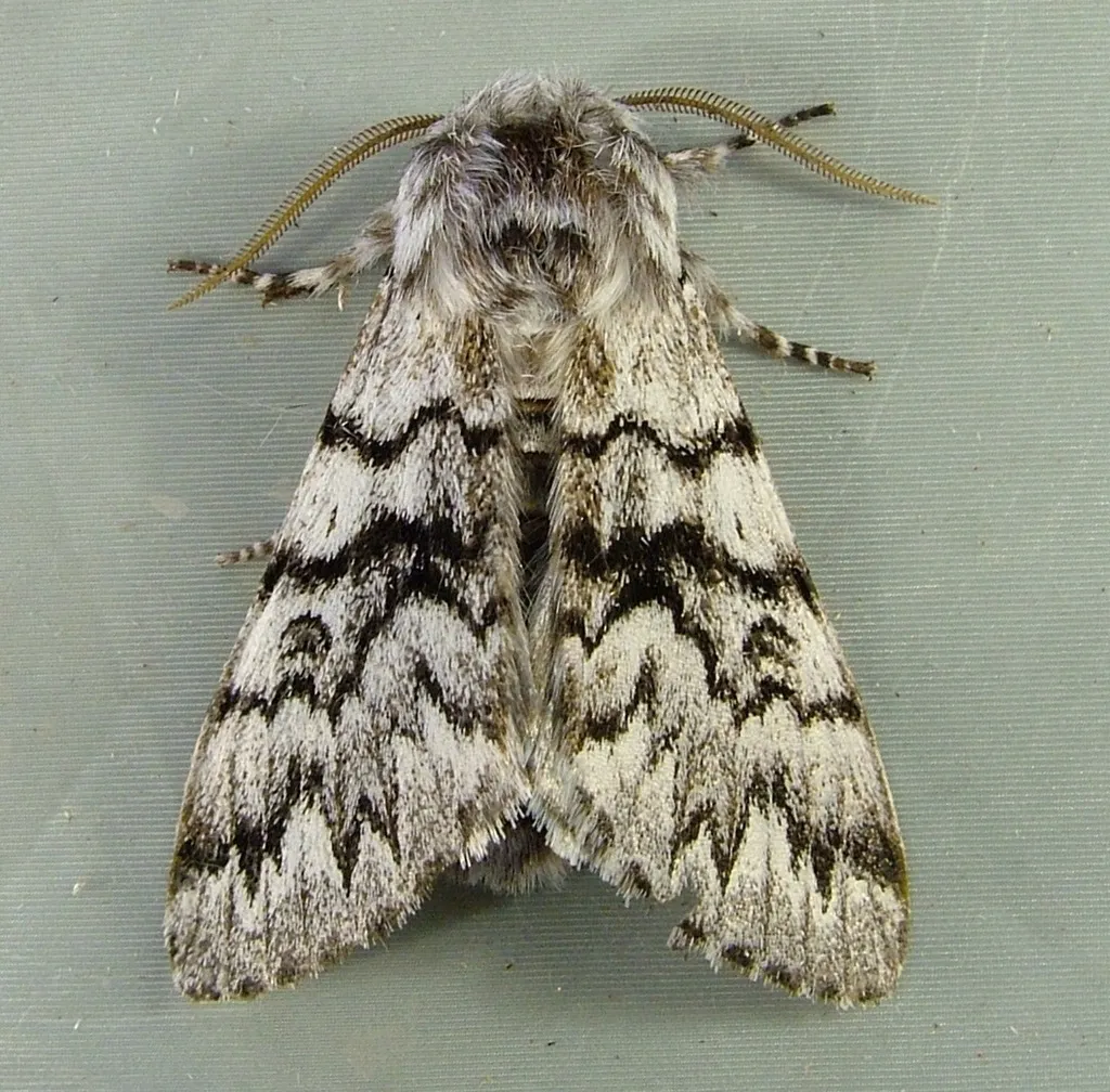 Panthea virginarius - Hodges#9178 - photo 2