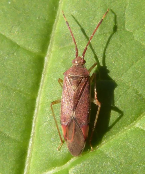 Pantilius tunicatus