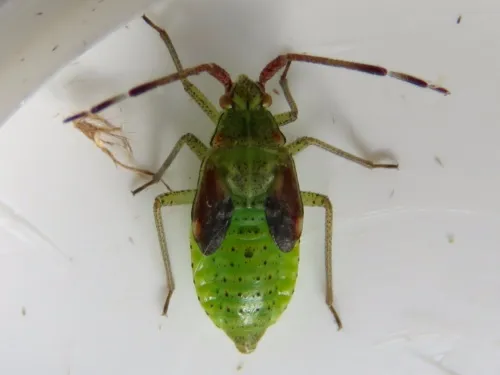 Pantilius tunicatus - photo 3