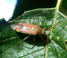 Pantilius tunicatus - photo 5