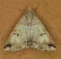Panula inconstans - Hodges#8612