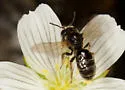 Panurginus occidentalis - Panurginus occidentalis