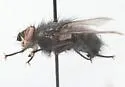 Panzeria arcuata