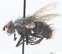 Panzeria manitoba