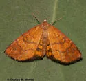 Paota fultaria - Hodges#7127