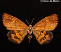 Paota fultaria - Hodges#7127 - photo 2