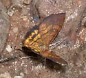 Paota fultaria - Hodges#7127 - photo 3
