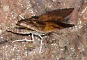 Paota fultaria - Hodges#7127 - photo 4