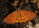 Paota fultaria - Hodges#7127 - photo 5