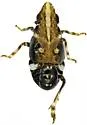 Papagona papoosa